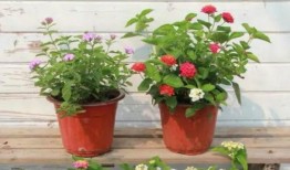 海哥最新爆料新闻视频,最新爆料新闻视频深度解析